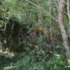 Κωδικός: W336, Ήπειρος, Κεντρικό Ζαγόρι, 170 τ.μ., €22000