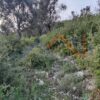 Κωδικός: W340, Νησιά Ιονίου, Λευκάδα, 6341 τ.μ., €270000