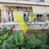 Αθήνα – Νότια Προάστια, Παλαιό Φάληρο Κοψαχείλα, 104 τ.μ., €1300