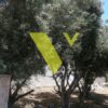 Αθήνα – Νότια Προάστια, Αργυρούπολη Νέα Αλεξάνδρεια, 307 τ.μ., €700000