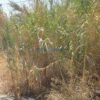 Κωδικός: , Σπέτσες , 375 τ.μ., €700000