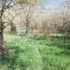 Κωδικός: W382, Ήπειρος, Πασσαρώνα, 4375 τ.μ., €50000